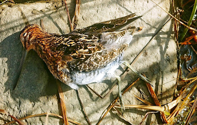 Snipe Snipe
