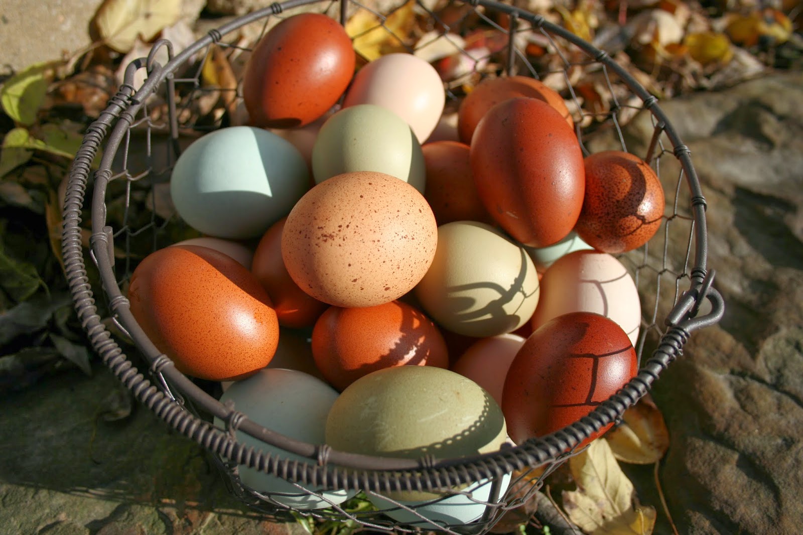 Marans egg color is a very misunderstood topic. 