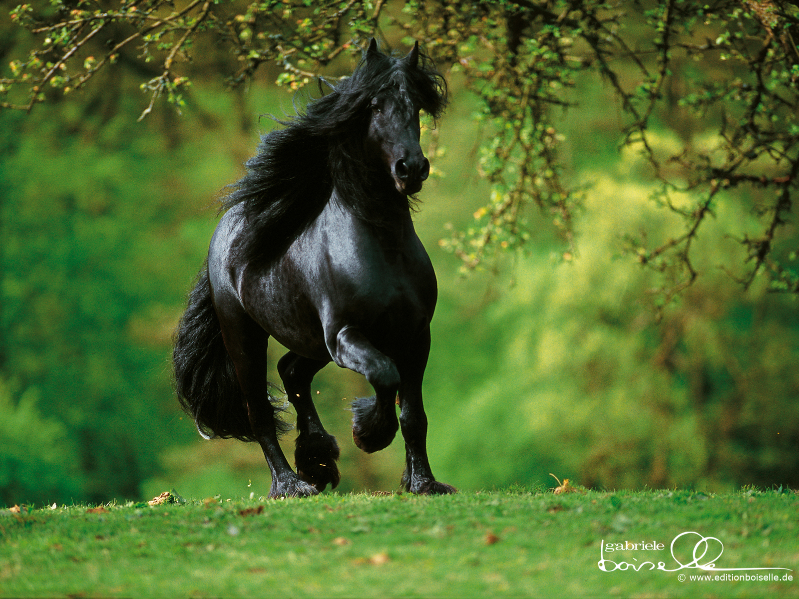 Top 23 Horse Wallpapers In HD