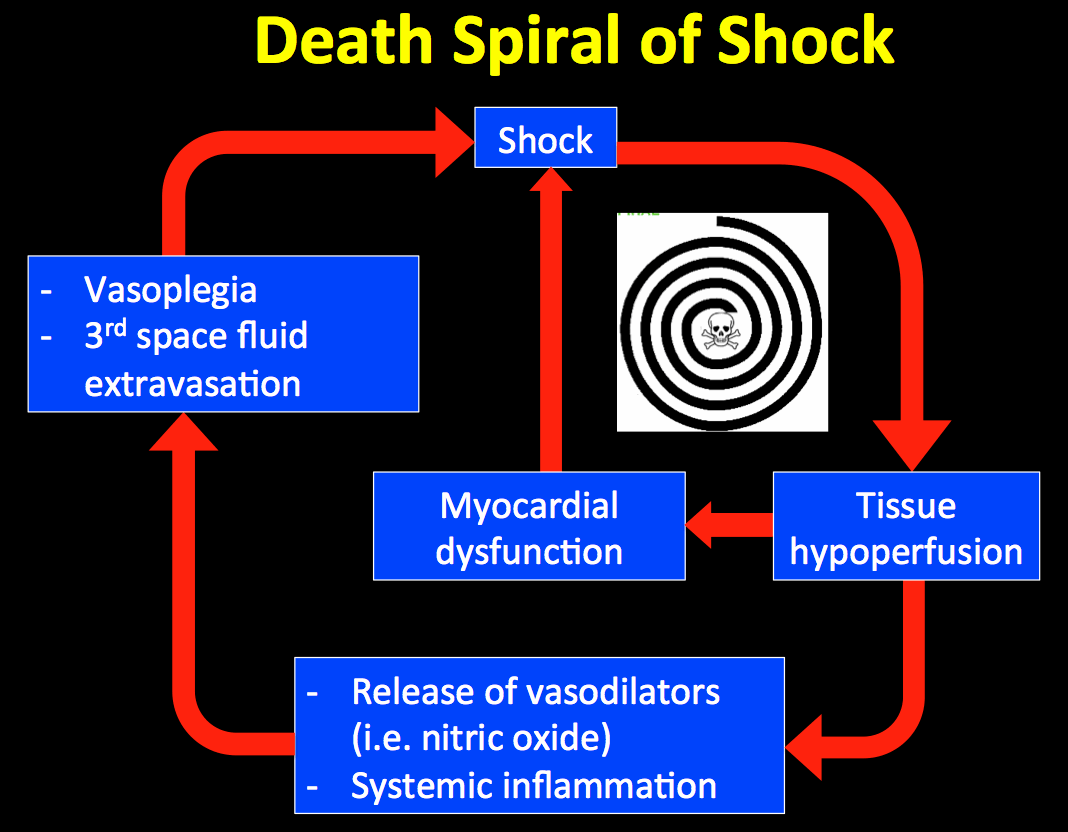 what does it mean when a patient is septic what does it mean when a patient is septic