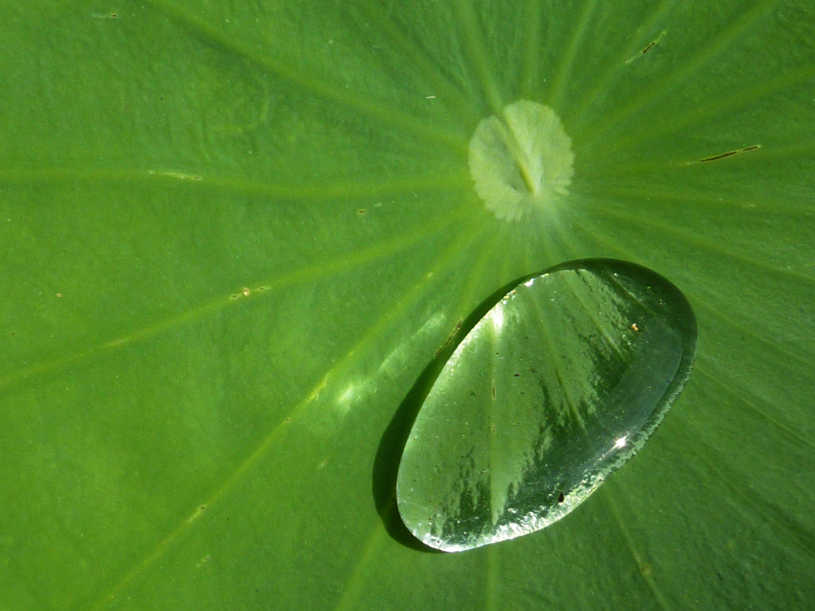 Cuaderno de Campo y Taller Efecto Loto