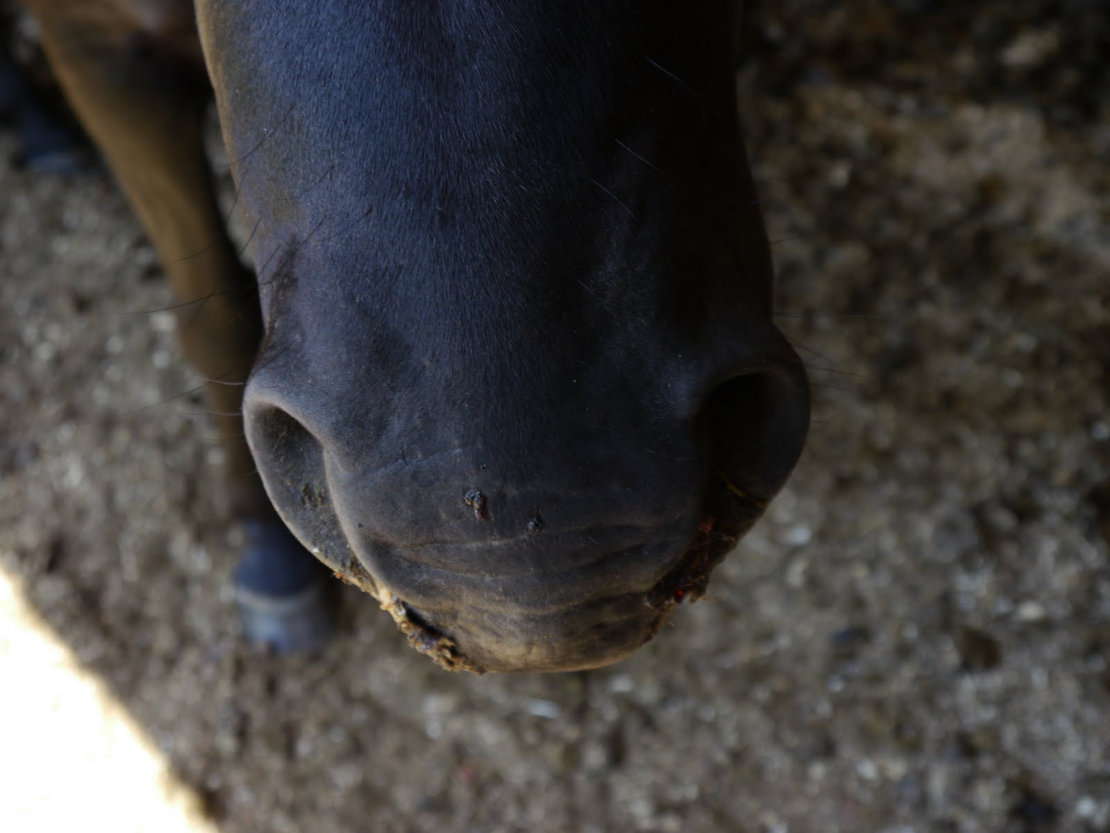 A Rattlesnake bit my baby's nose continued