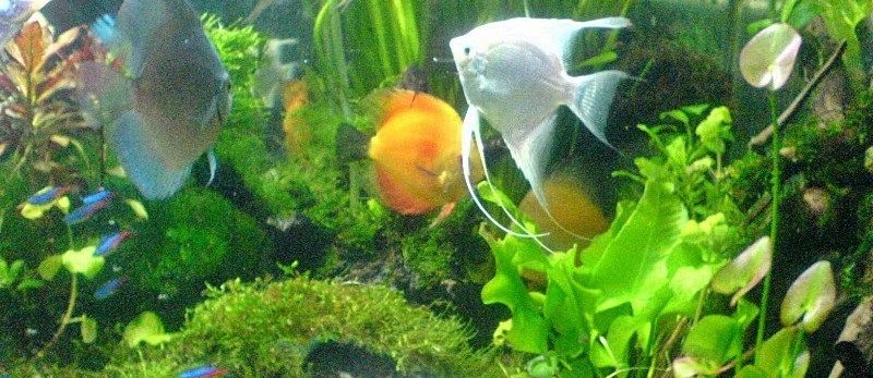 Cara Membuat Aquarium Ikan Hias Air Tawar Untuk Pemula Infoikan Com