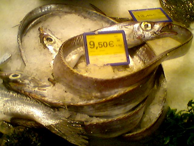 Curiosidades: Pez cinturon