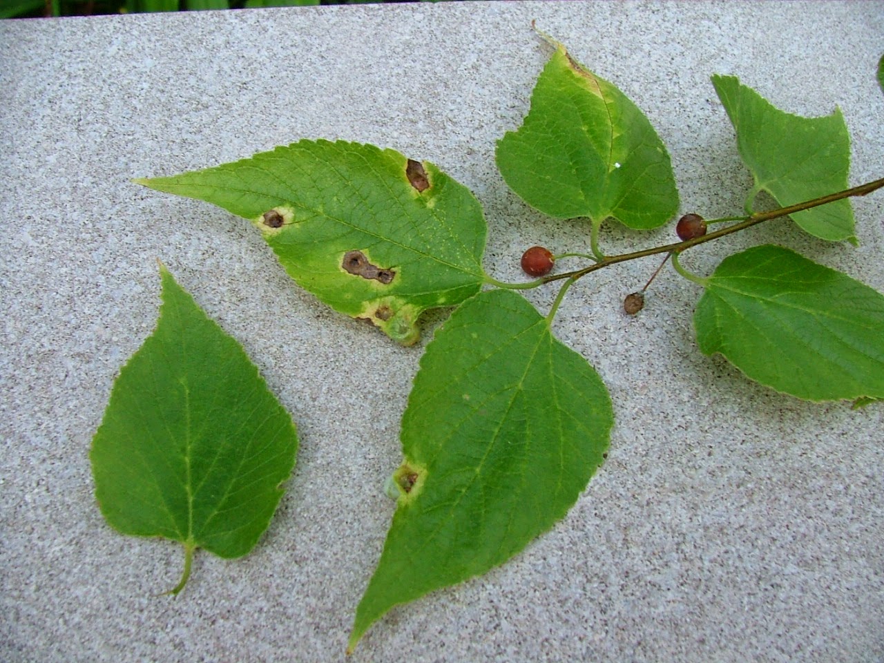 The Smith's Bennie and Patsy Wild Hackberry Tree