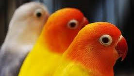 Love Bird Burung Indah Yang Tidak Murah