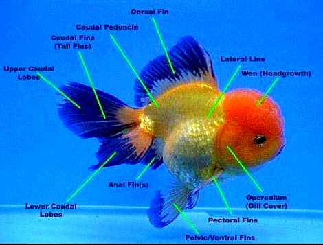 Mengenal Ciri-Ciri Ikan Mas Koki Oranda - Om Ikan