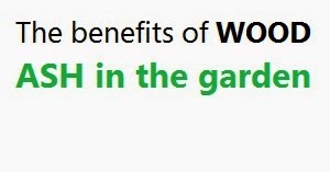 The benefits of WOOD ASH in the garden
