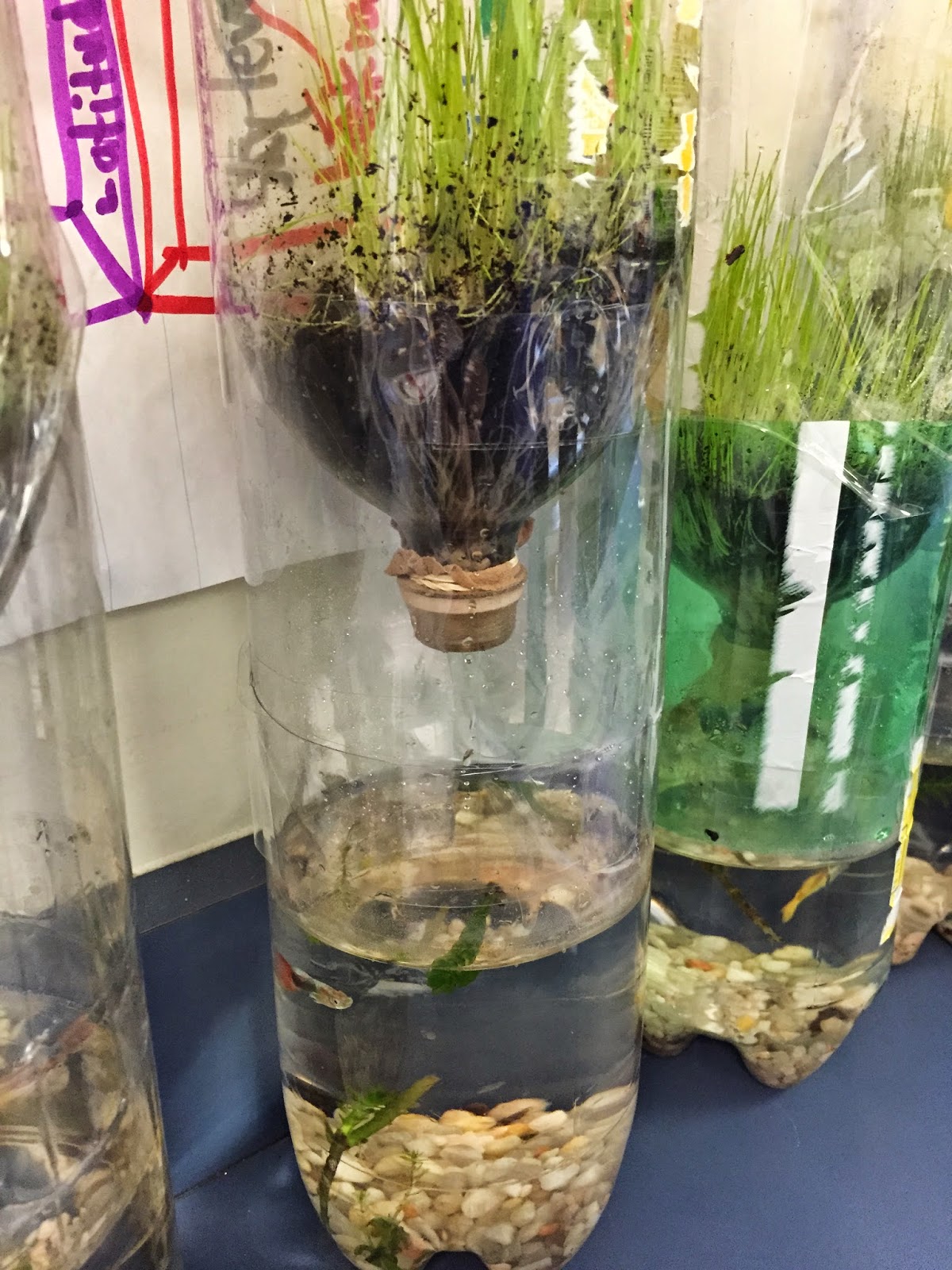Mrs. Rogers' Roost: Bottle Ecosystems