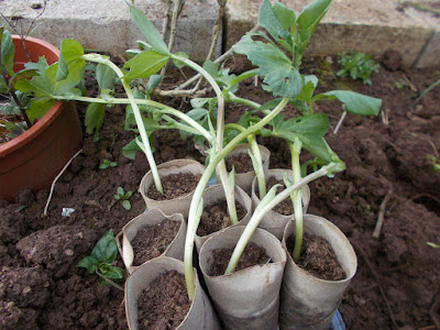 Planting out vegetable seedlings The 80 Minute Allotment Green Fingered Blog