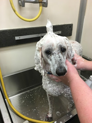 Carma Poodale in the Petsmart grooming tub
