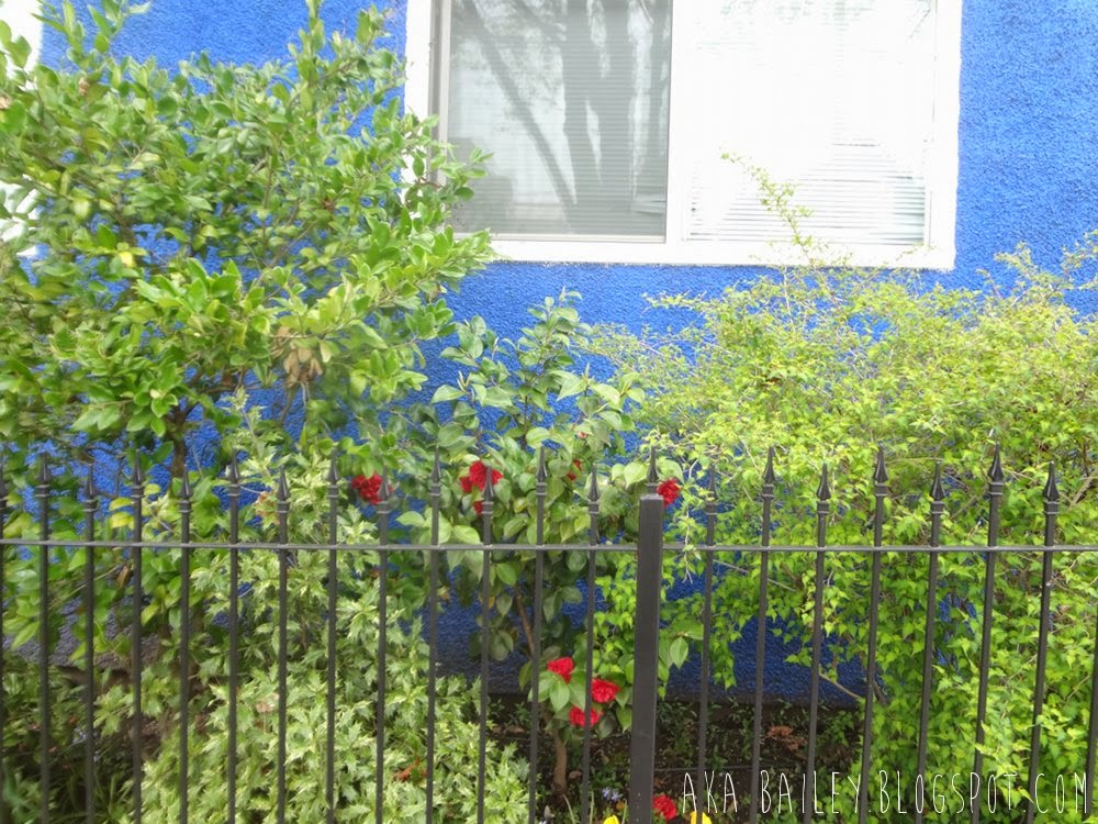 Gorgeous blue house with bright green bushes and red roses
