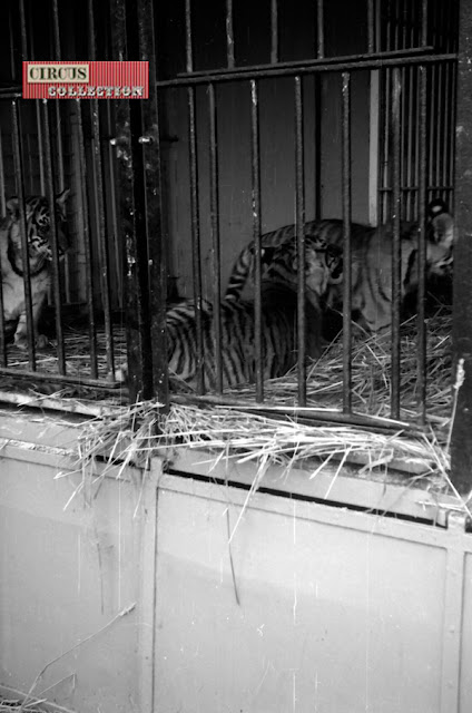 des bébés tigres au  Cirque Willy Hagenbeck 