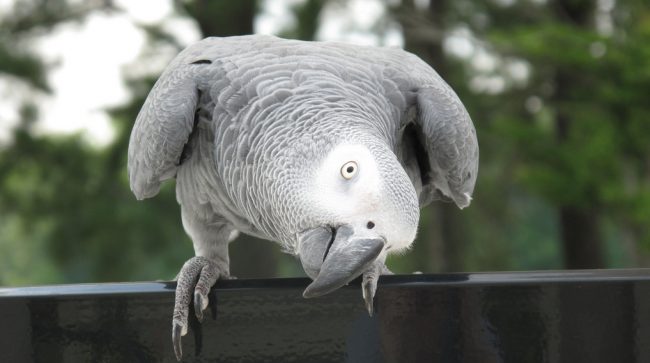 British Parrot That Was Missing For Four Years Returned Speaking Spanish