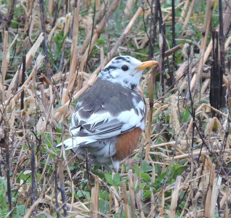 TYWKIWDBI ("TaiWikiWidbee") Piebald robin