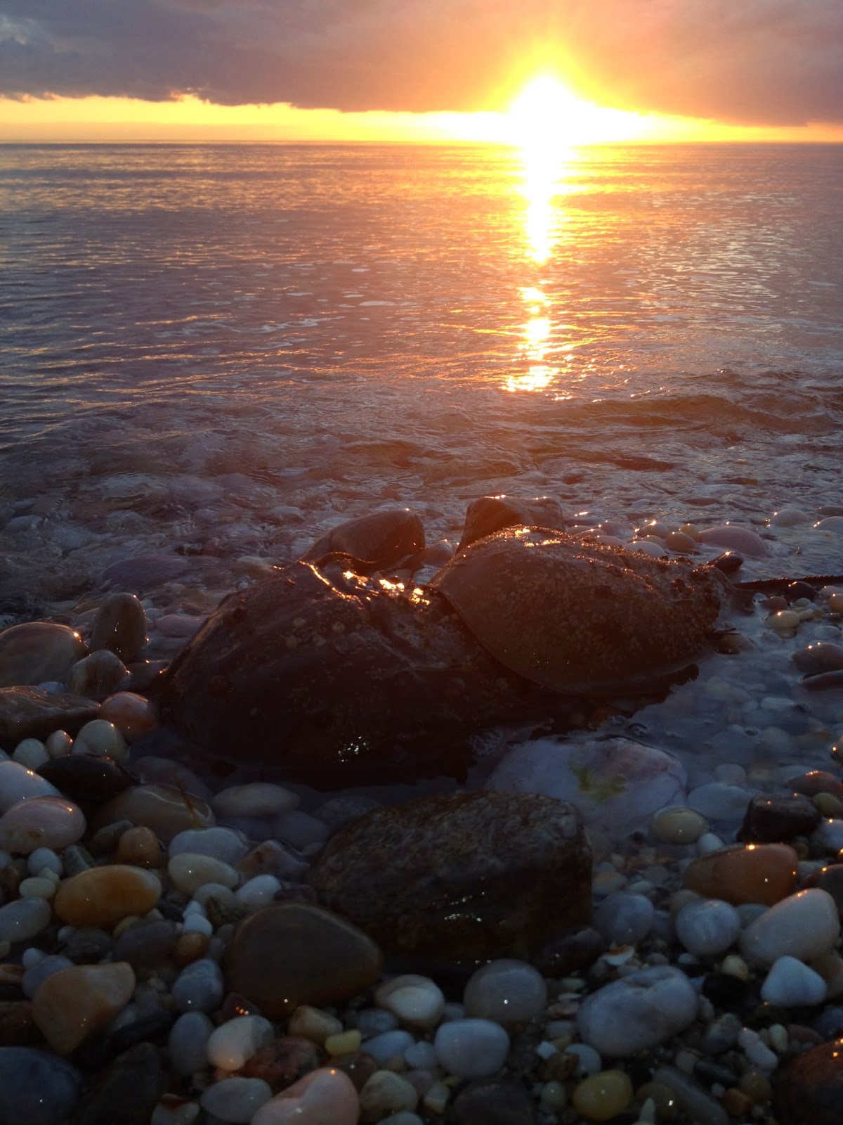 Smithtown Bay Journal