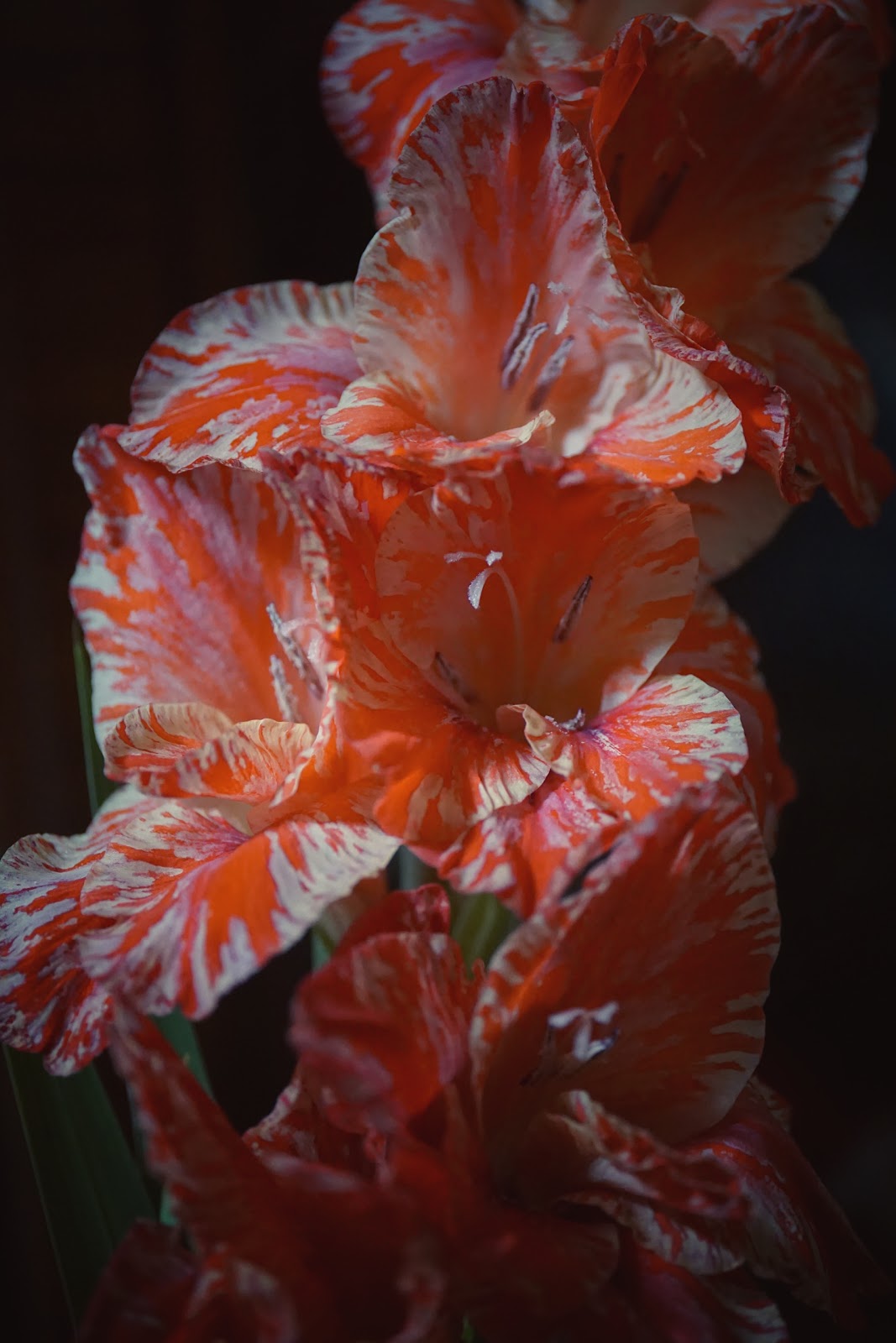 Snapseedでヴィンテージのエフェクトをかけた赤と白のまだら模様の花の写真