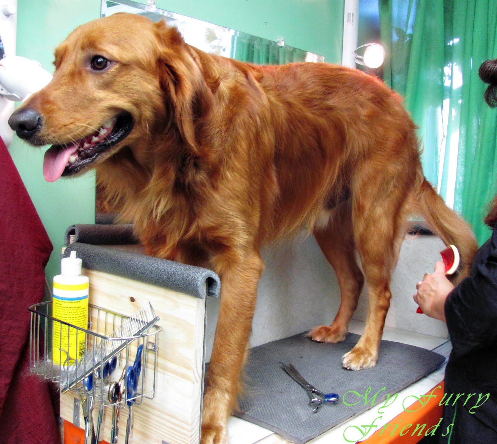 Pet Grooming: The Good, The Bad, & The Furry: Grooming a Golden Retriever  Short but not Shaved