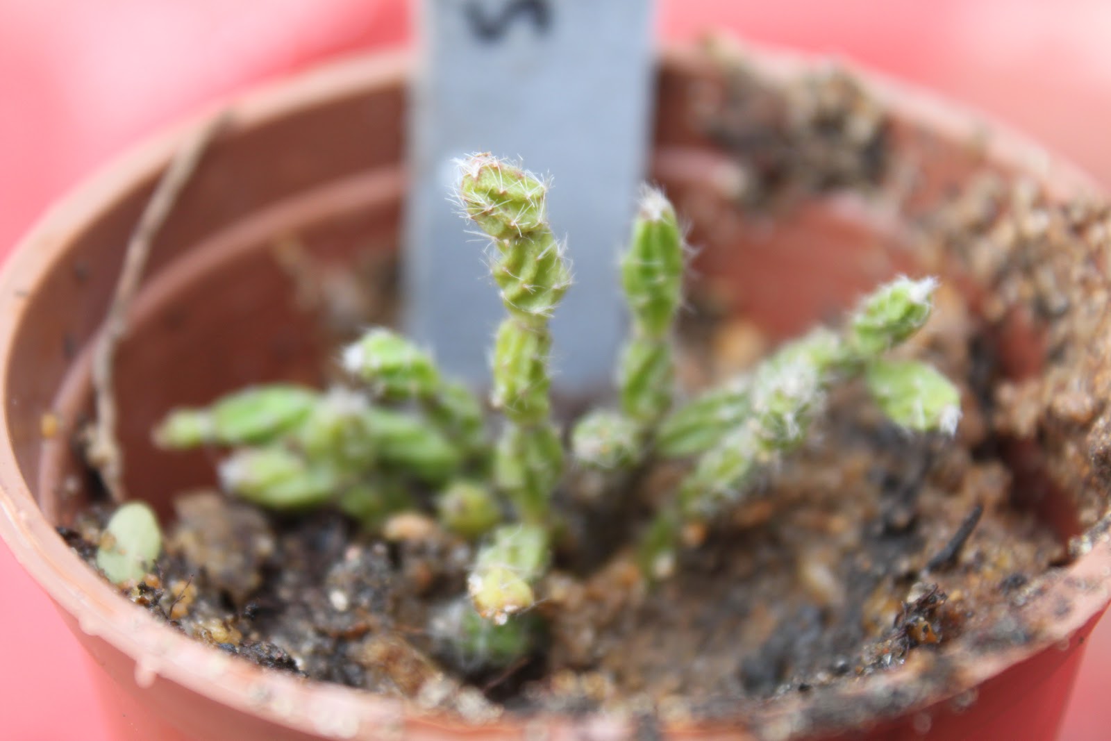 Cactos Awkward: Ripsalis