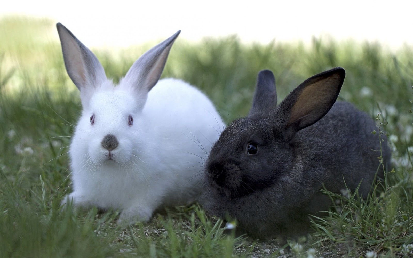 ΚΟΥΝΕΛΙΑ - ΛΑΓΟΙ photos - wallpapers (ανανεωμένο) | the fun bank