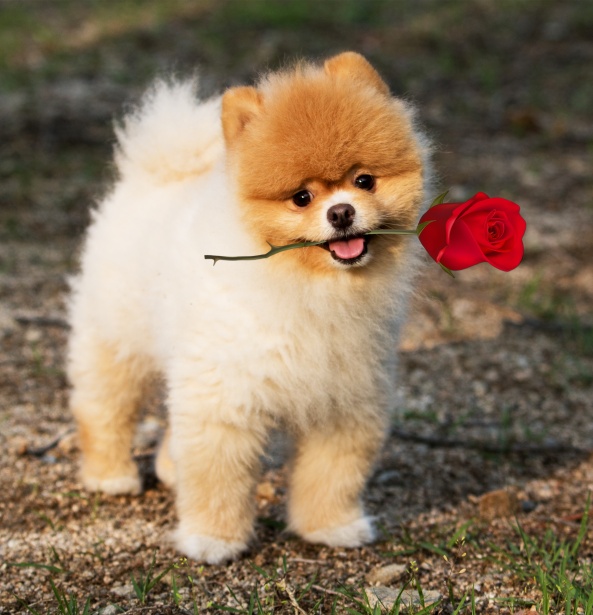 Perawatan Bulu Anjing Pomerian Perawatan Bulu Anjing Pomerian