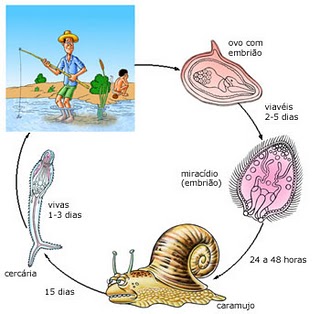 Parazita betegség - Parazita életciklusok