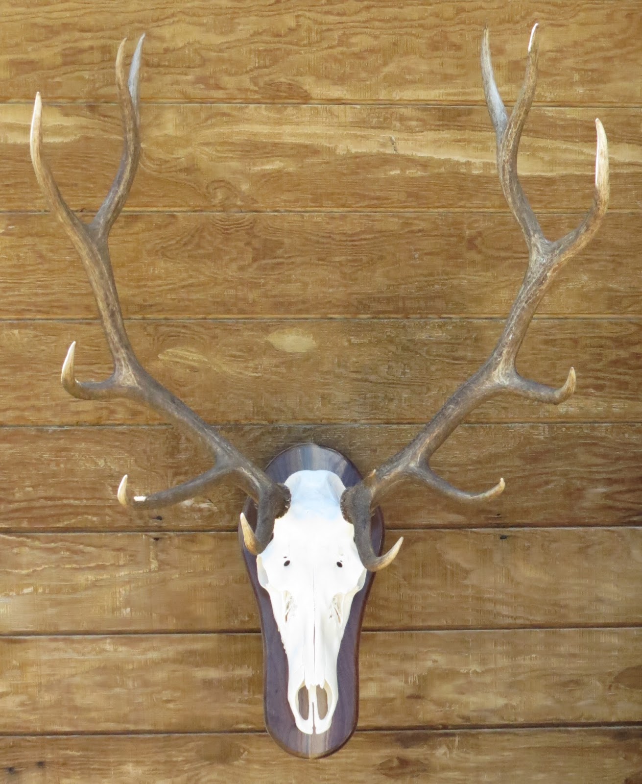 Marsh Taxidermy Elk Skulls