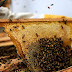 How to Start a Beekeeping Business