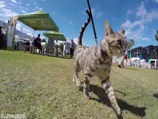 169aaefd80e2a7926.gif