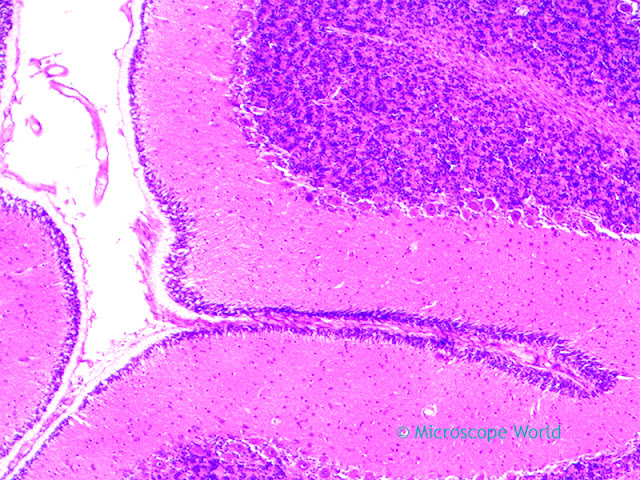Cerebellum captured at 100x under the lab microscope.