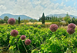 Village Vines and Petals