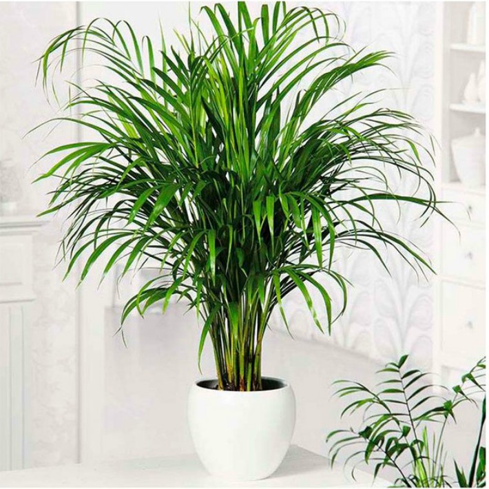 6 plantas ideales para espacios con poca luz