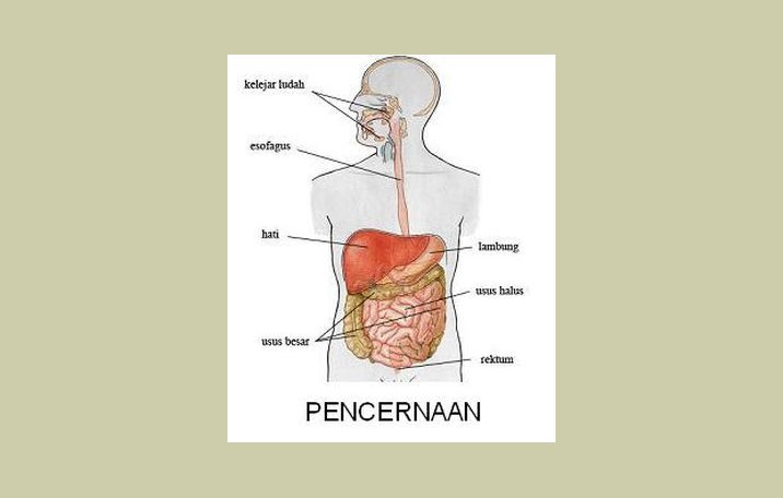 Sistem Pencernaan Pada Manusia