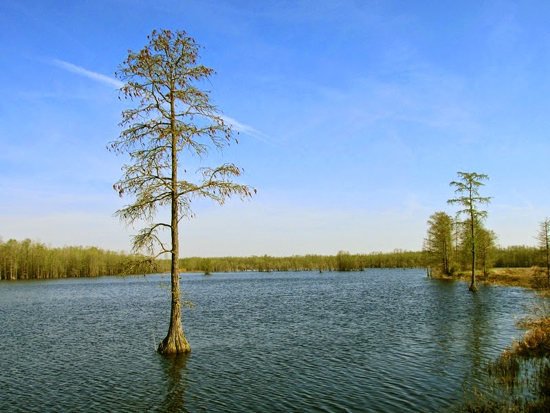 Heart and Sole From Harmony Hall to Roseboro at a walking pace