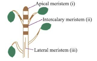 Permanent tissue differentiation Secondary Meristem