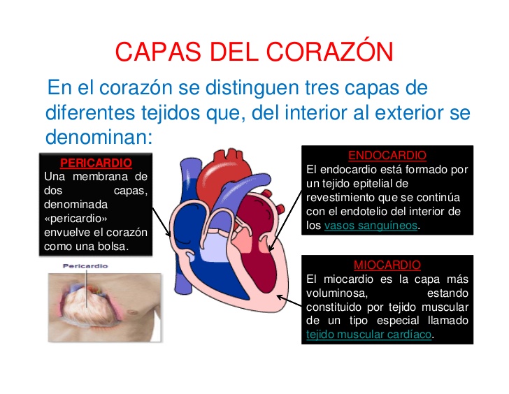 inflamación del tejido muscular del corazón