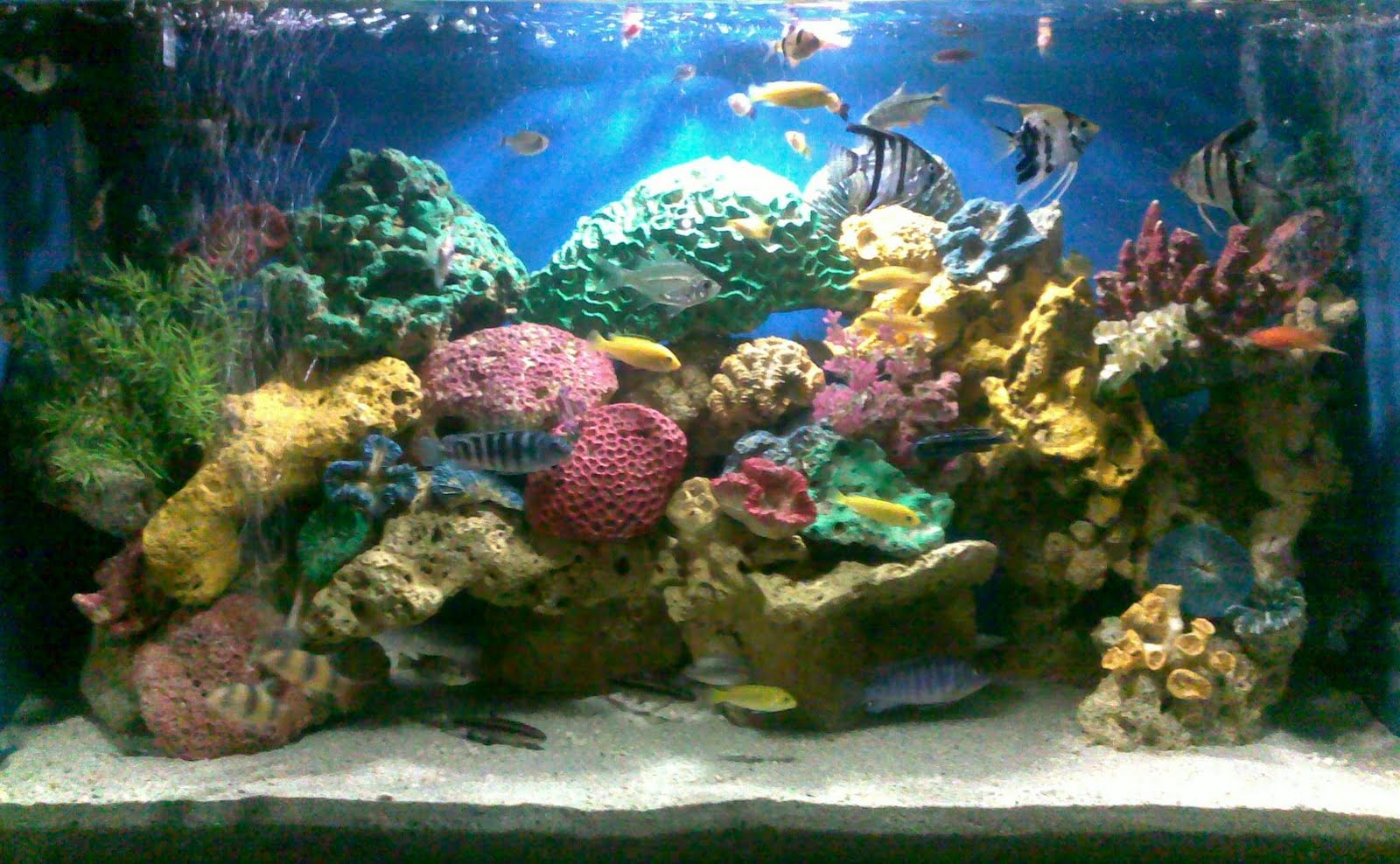 budidaya ikan hias:AquaCulture