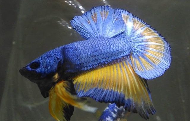 Tentang Dunia Ikan Hias, Mulai KOI, Arwana Sisik Emas, Trigger Liris, Oskar, Capungan Dan Buntal Anjing Tentang Dunia Ikan Hias, Mulai KOI, Arwana Sisik Emas, Trigger Liris, Oskar, Capungan Dan Buntal Anjing