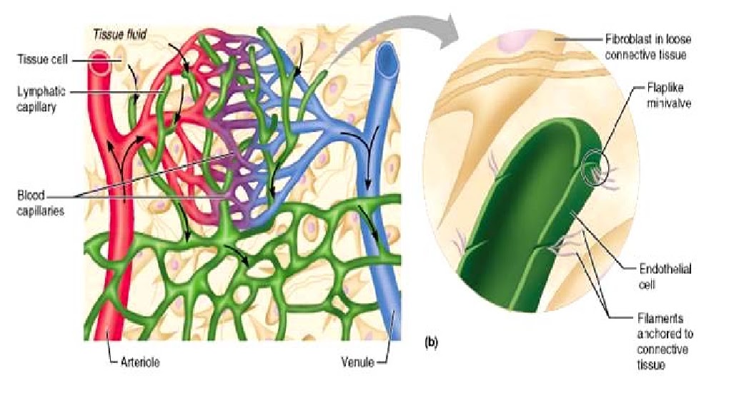 Fisiología Tema 2. Líquidos corporales. Composición, propiedades y funciones de los líquidos