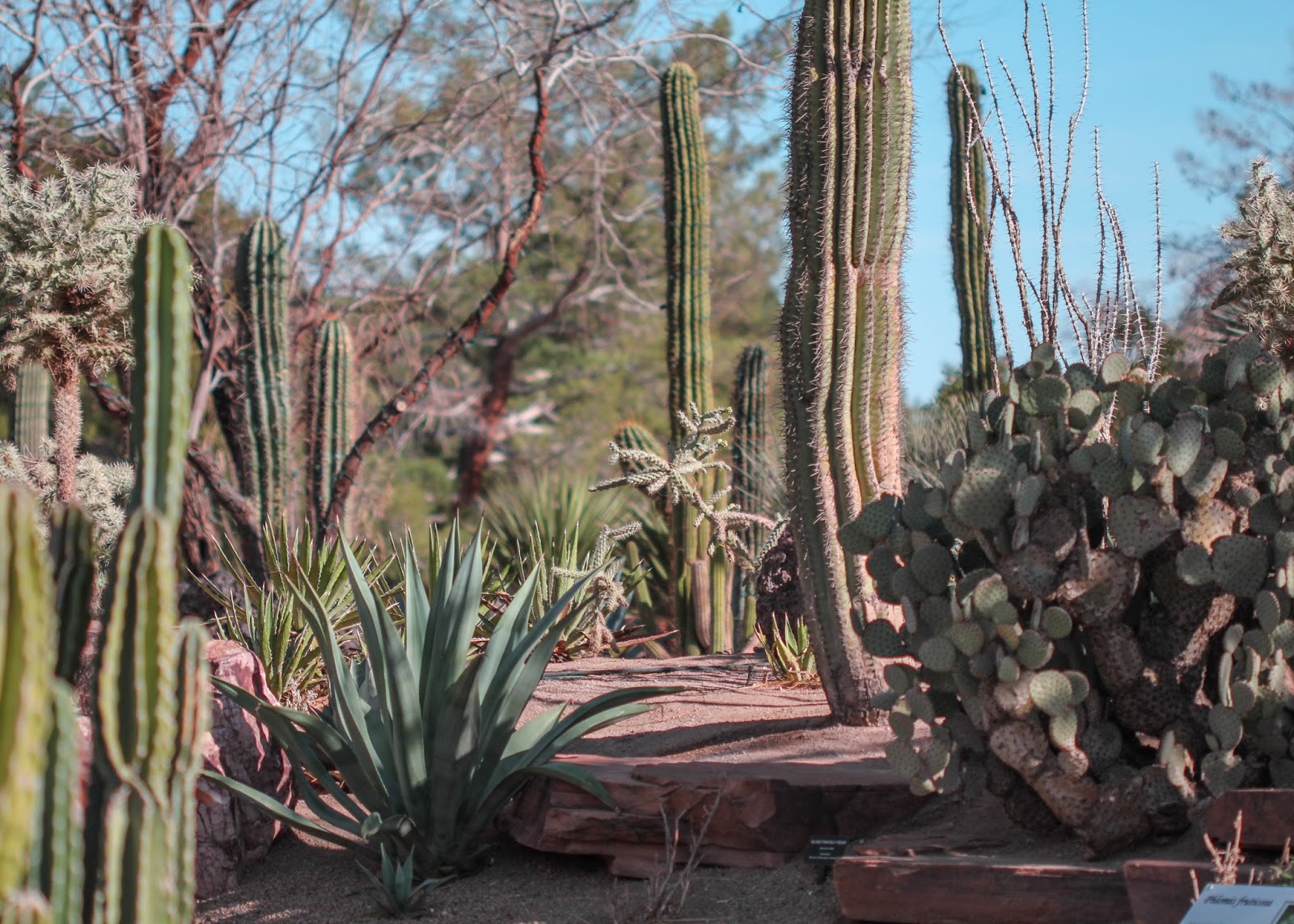 Ethel M Botanical Cactus Garden Alchetron, the free social encyclopedia