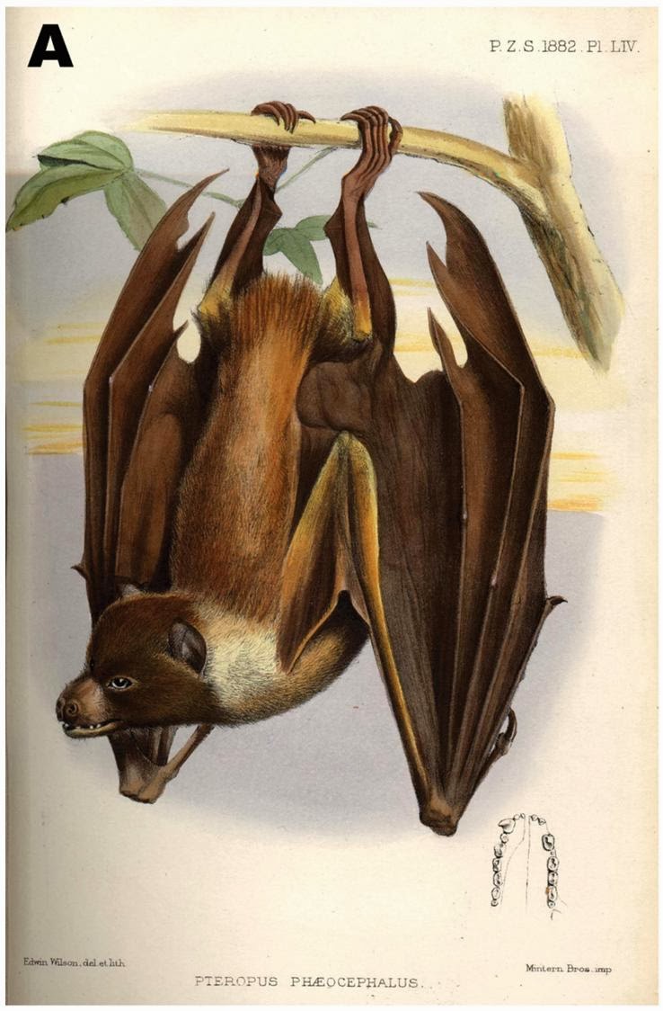 Species New to Science [Mammalogy • 2013] Pteropus pelagicus