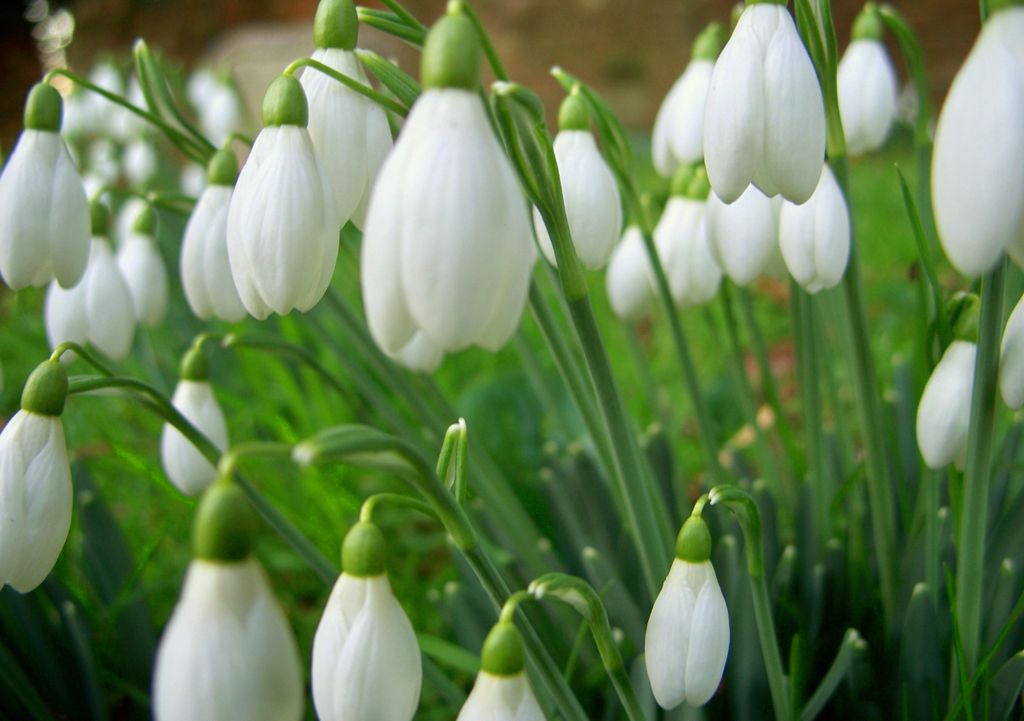 Secretele Avon A Venit Primavara