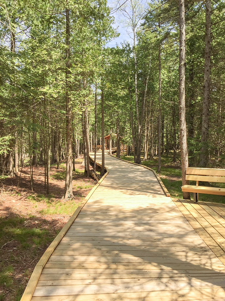 Ridges Sanctuary Boardwalk in Bailey's Harbor Door County WI