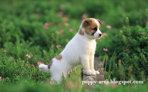 Area of Cute Puppy Pictures