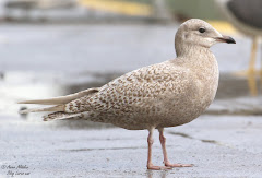 (Larus glaucoides) Iceland gull/ Gaviota polar / Kaio hegalzuria