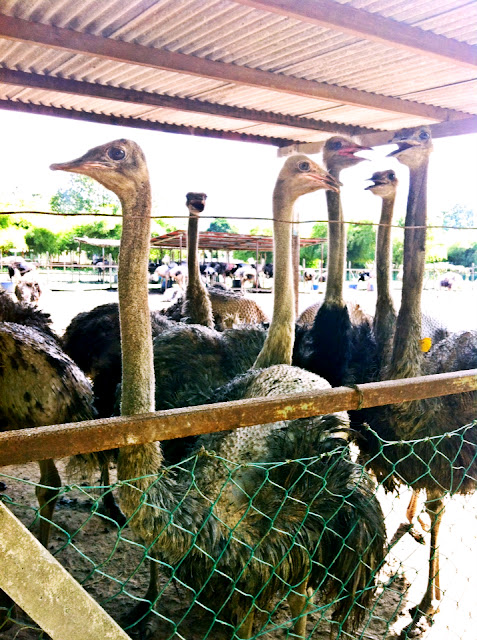 “开心” 部落格: “原始之旅” Asli Farm Resort Semenyih + Ostrich Wonderland @ 12-12