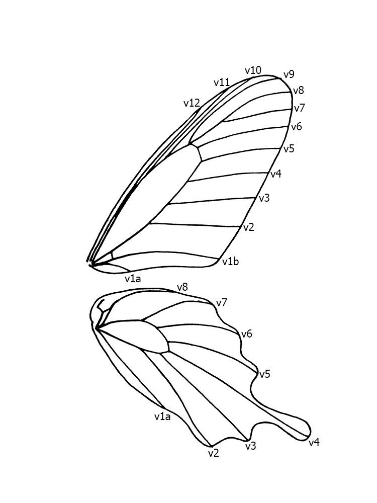 Butterflies of Singapore Butterfly Anatomy Part 2