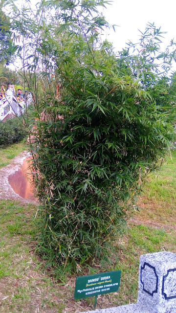 Bambu Budha (Bambusa vulgaris 'Wamin') on Taman Safari Indonesia