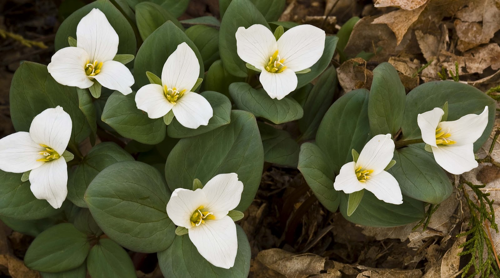 Kentucky Native Plant and Wildlife Plant of the Week Snow Trillium
