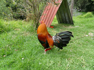gallos y caballos